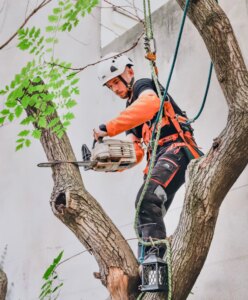 Paysagistes / Élagueurs